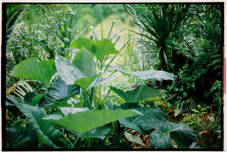 a variety of leaves in the grass and bushes