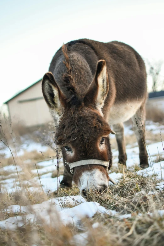 a brown and white donkey grazing in snow