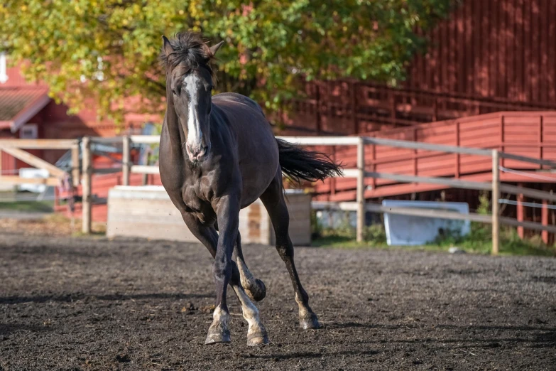 a horse is galloping around in a stable