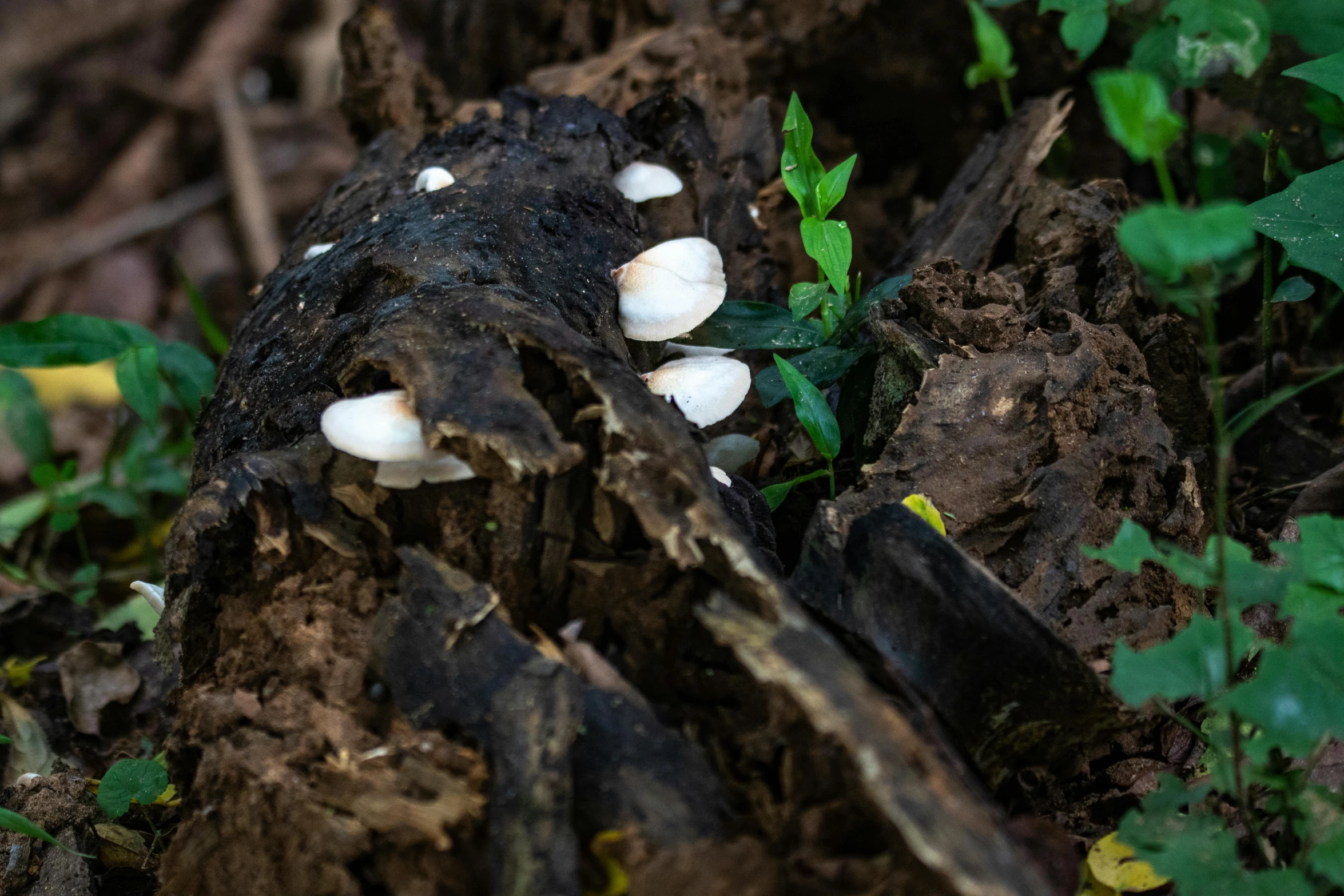 an old stump with small mushrooms growing from it