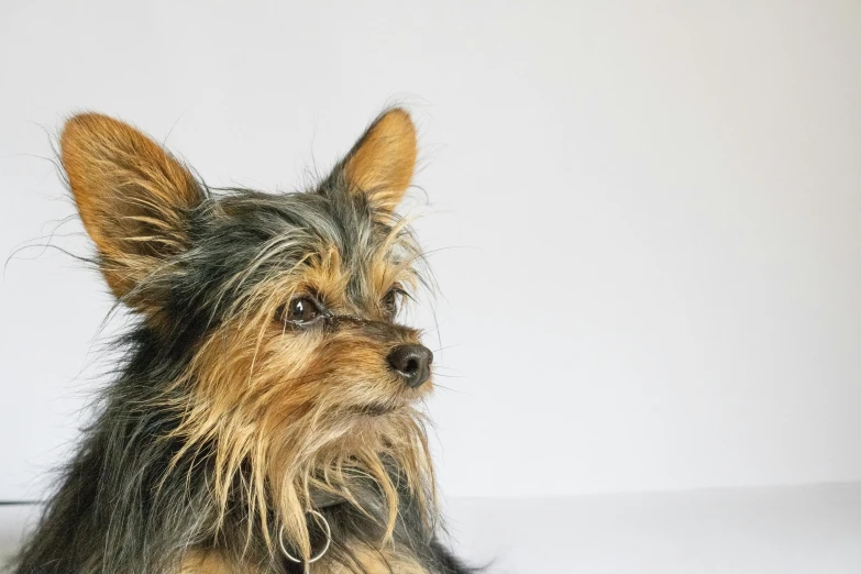 an adorable small dog on a white couch