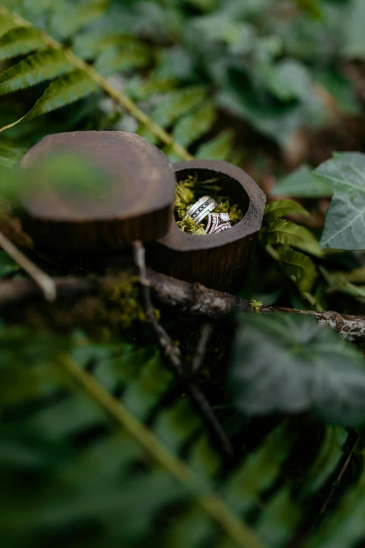 a couple of wooden discs sitting on top of a forest floor