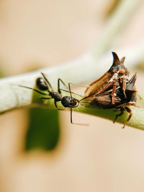 two bugs on top of a leaf with green stems