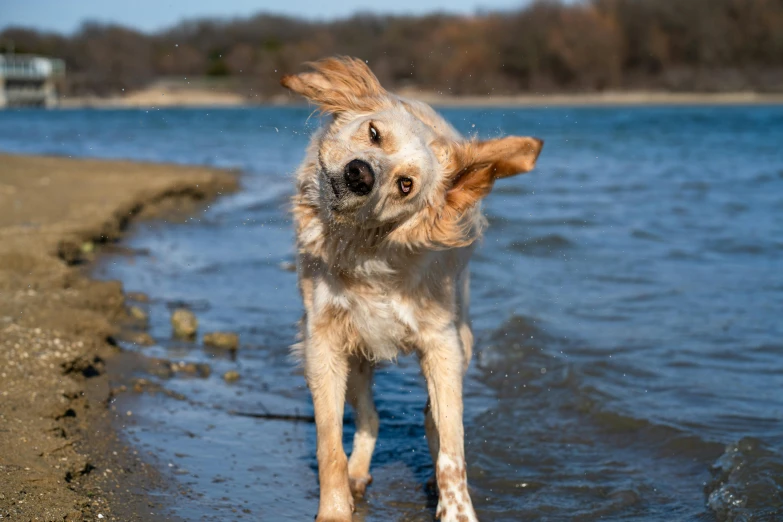 an adorable brown and white dog walking on the beach