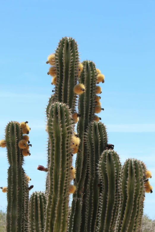 the large cactus has many yellow flowers on it