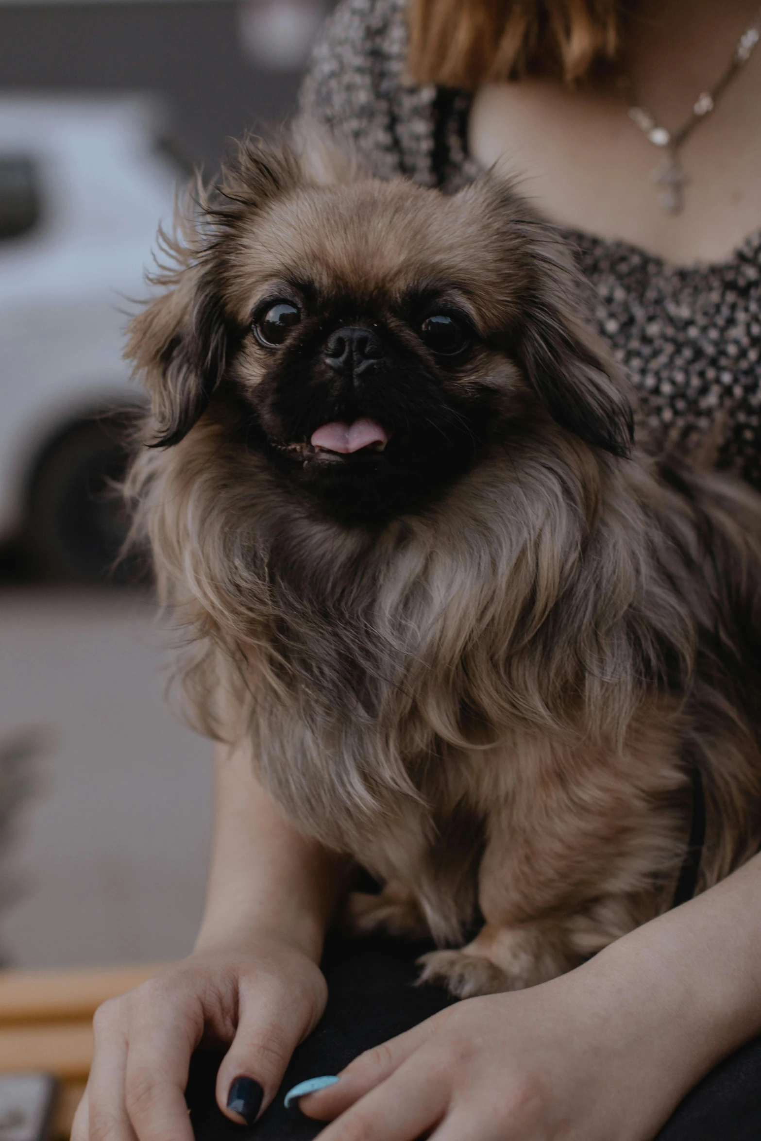 a small brown dog sitting on top of someone's lap