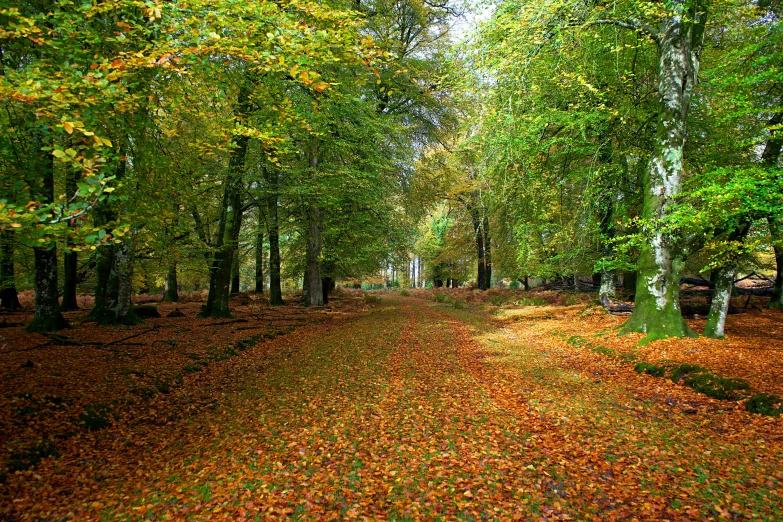 there is an image of a forest during the day time