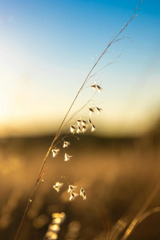 a field that has some grass and some plants