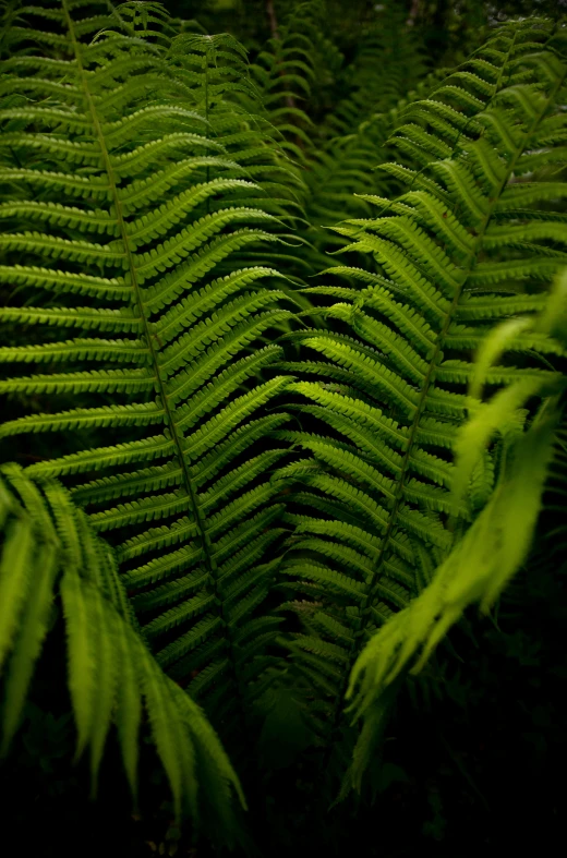 ferns in the middle of a forest with green leaves