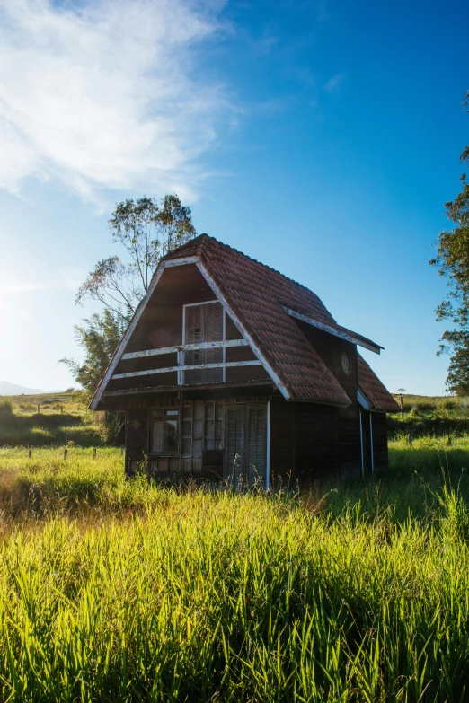 old wooden shack in tall grass near trees