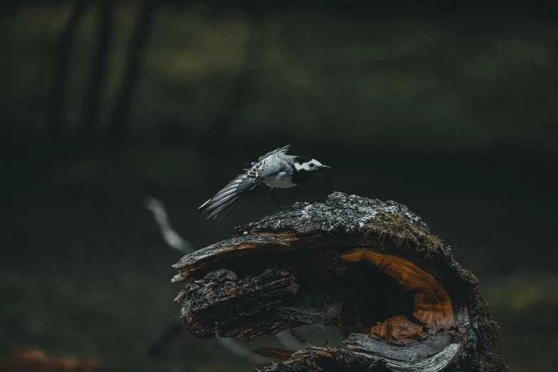 a small bird is sitting on top of a tree