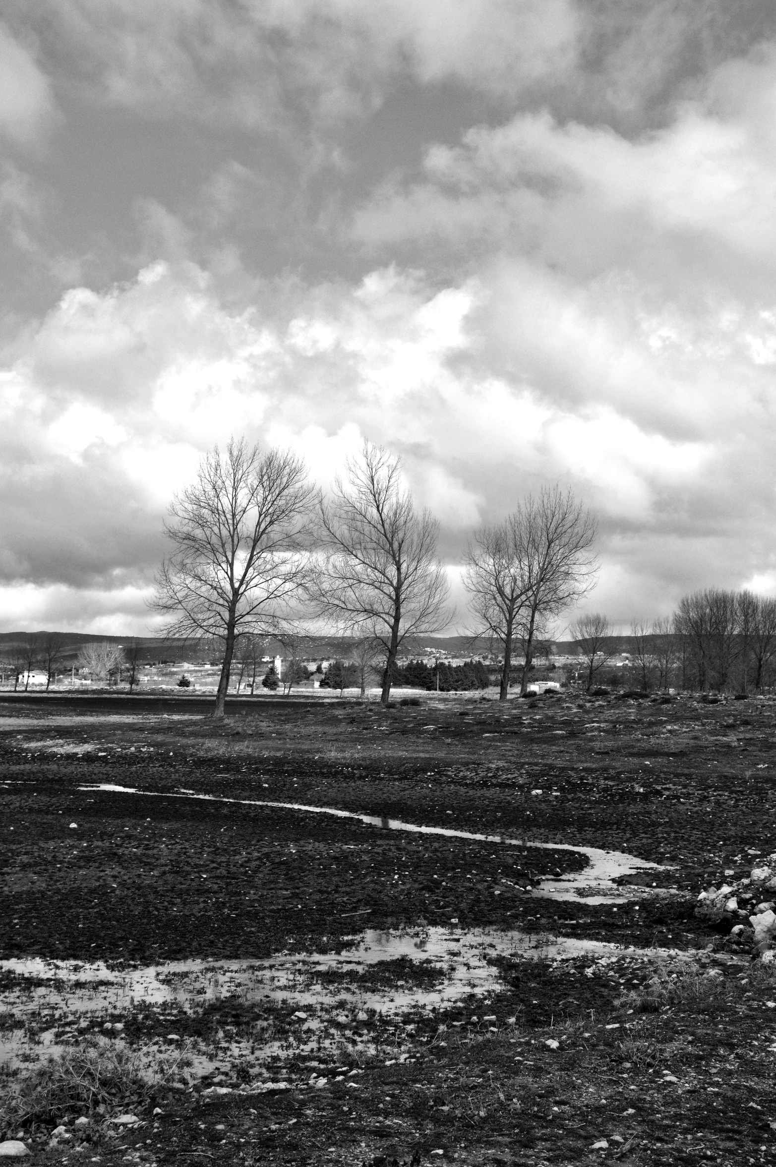 a black and white po with two trees