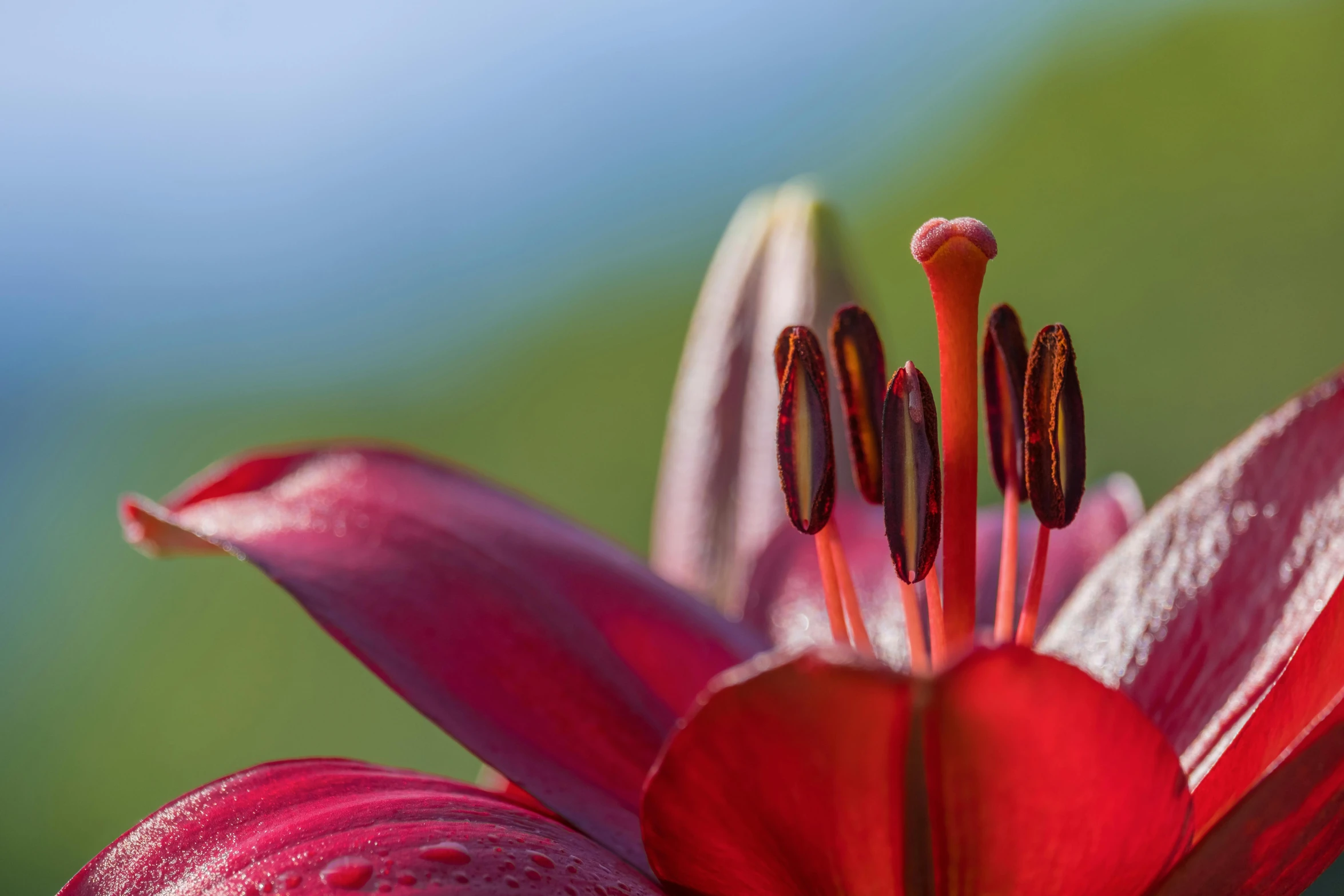 a pink flower with yellow stamens growing out of it