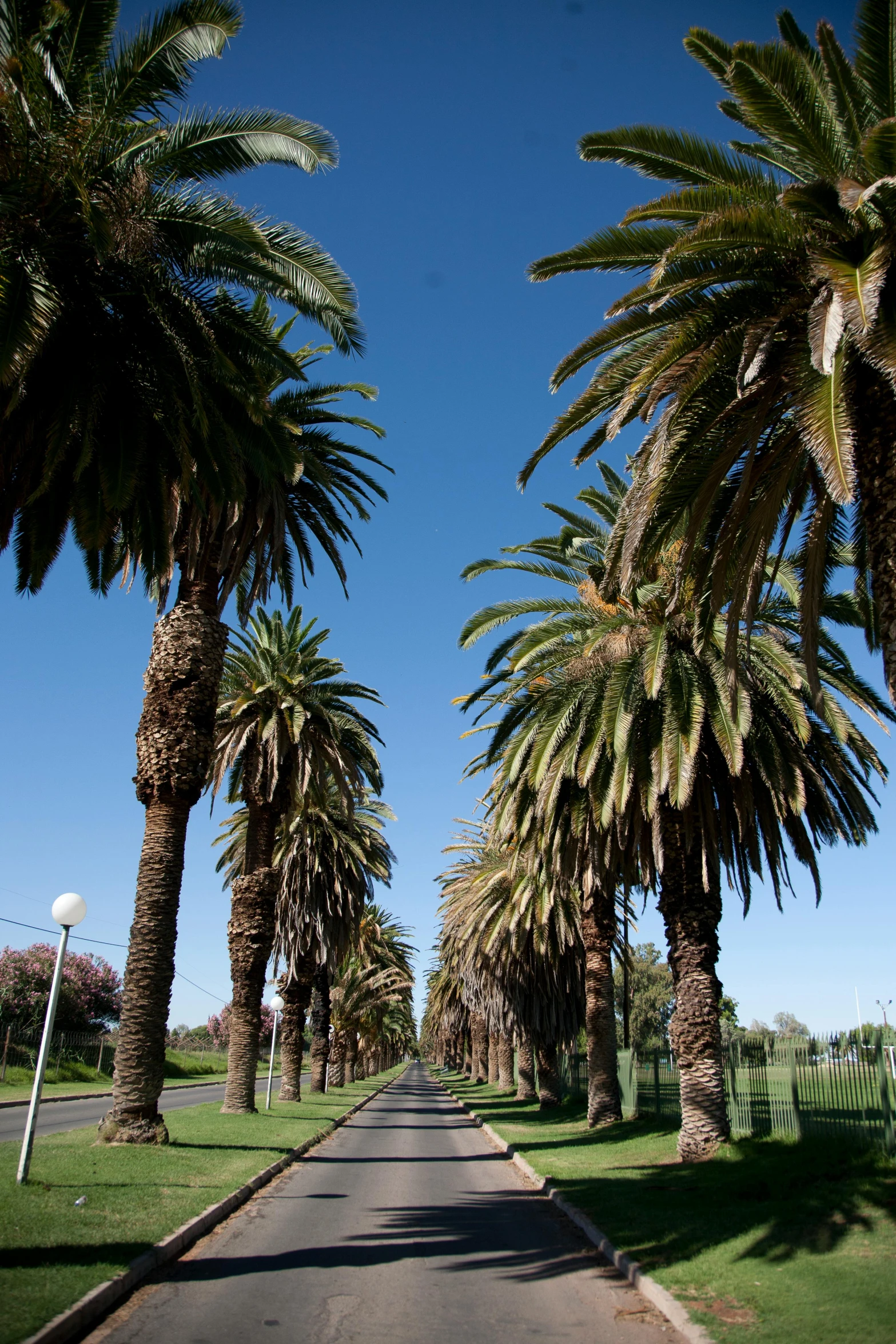 a quiet tropical road that's lined with palm trees