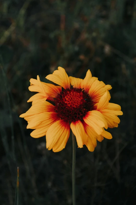 a yellow sunflower with red center sitting alone