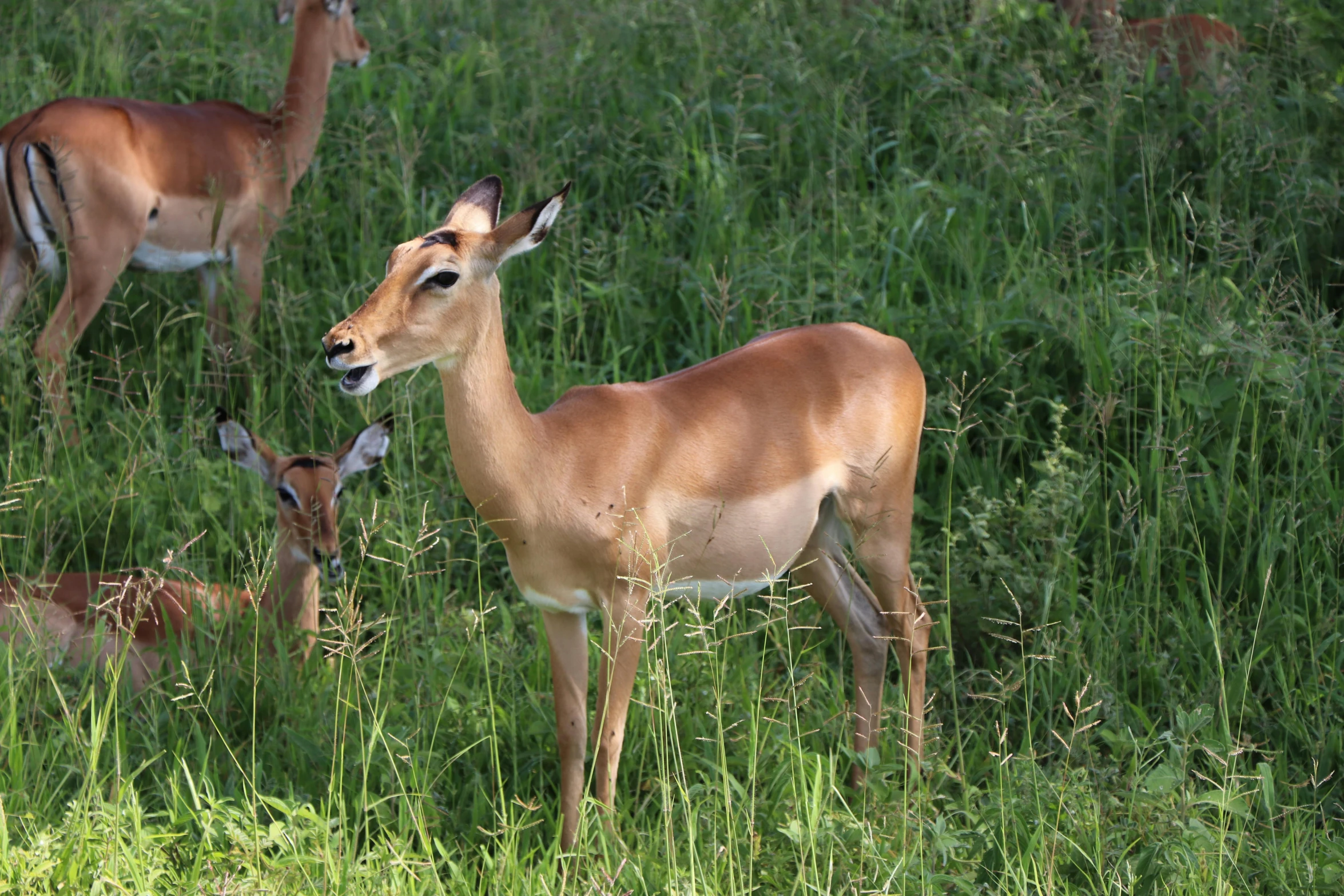 the deer are laying down in the tall grass