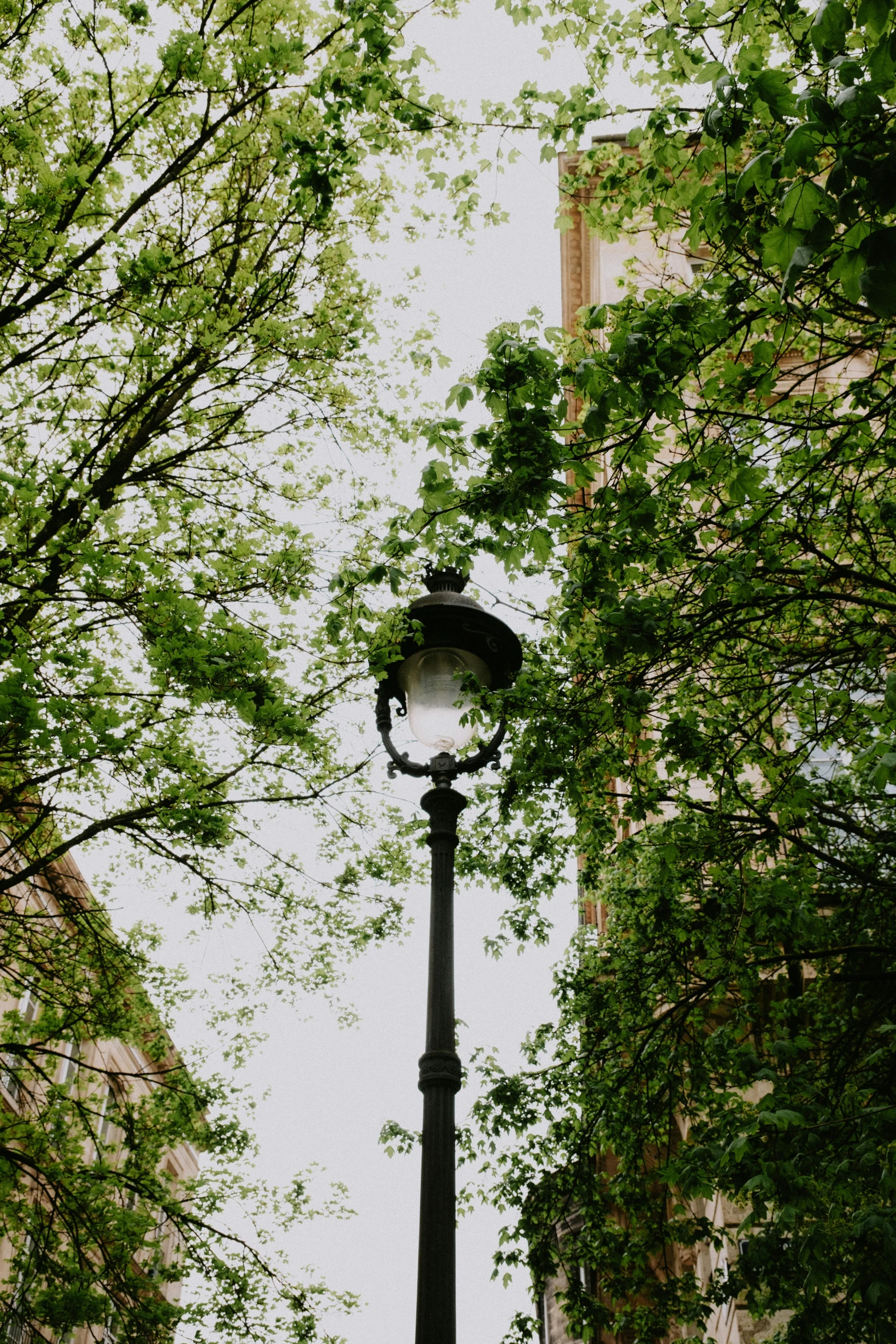 there is a street light in the middle of trees