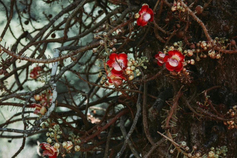 an image of several flowers growing on a tree nch