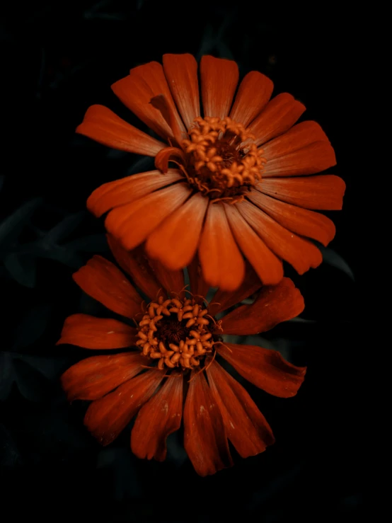 two orange flowers are seen together on a black background