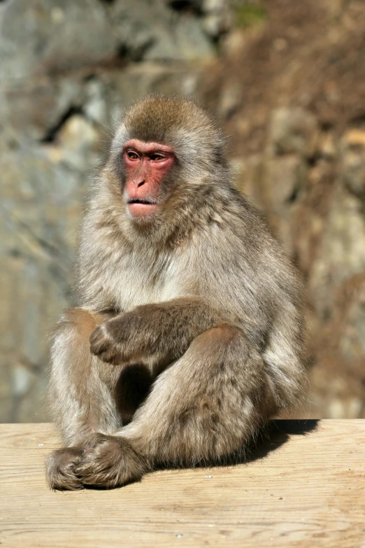 the monkey sits in the sun near the rocks
