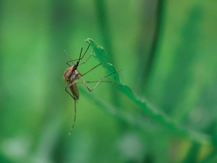 the spider is resting on a green leaf