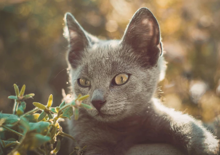 a close up s of a cat near a bush