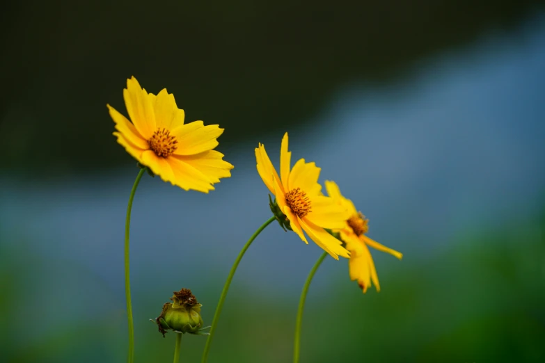 there are some yellow flowers and two small green plants