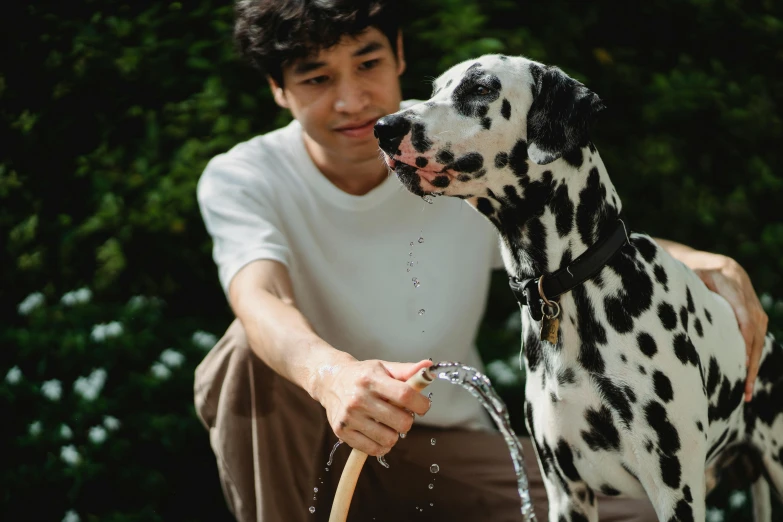 a young man drinking water from a sprinkle fountain with his dalmation dog