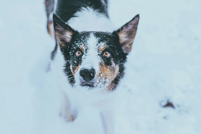 a black and brown dog in the snow