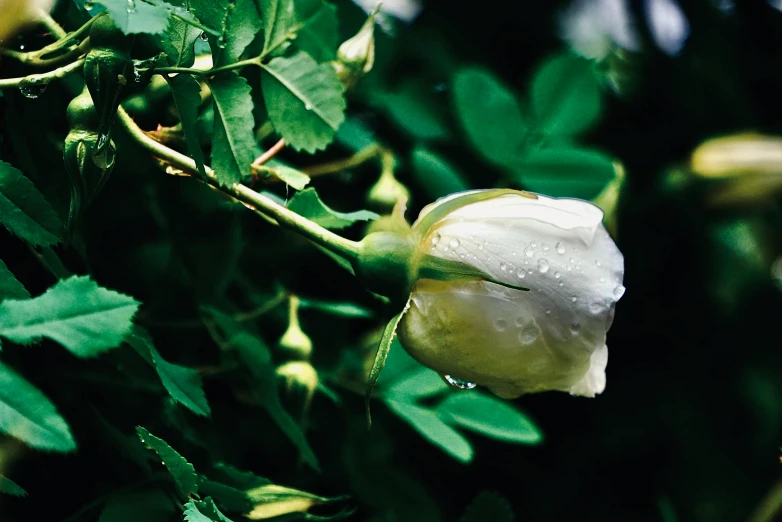 the white flowers are budding in the tree