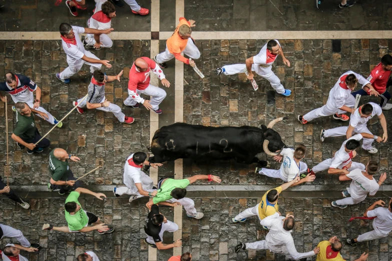 a large black cow standing next to a wall