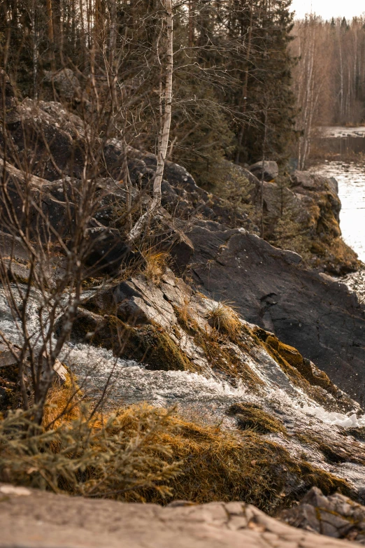 a lone tree in the middle of an area that is near a body of water