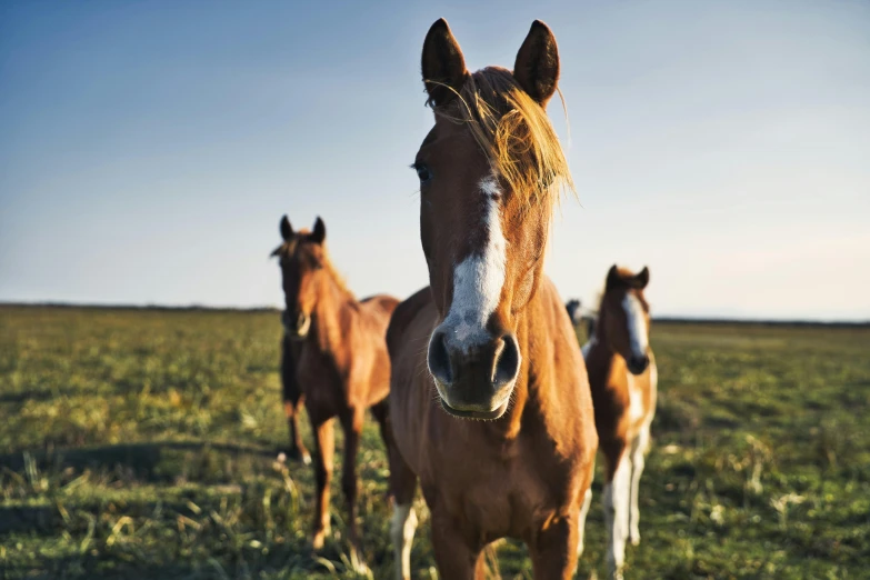 a brown horse and two other brown horses are looking at the camera