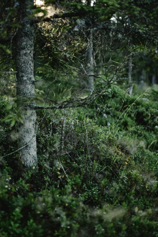 an elephant that is walking through a tree