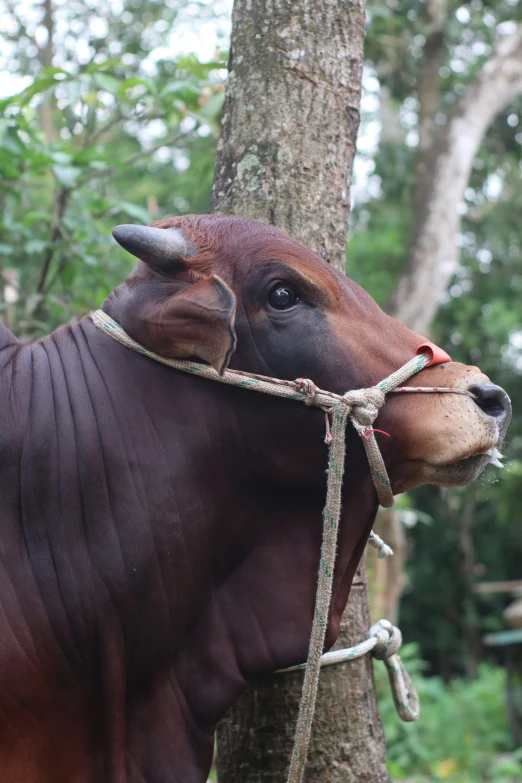 a bull tied up to the side of a tree