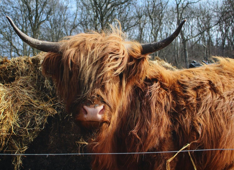 some very cute hairy animals by some grass