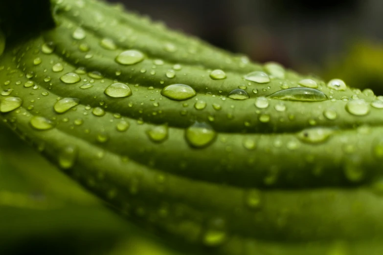 several drops of water on a green leaf