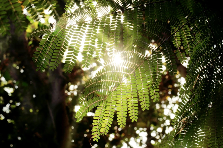 some green leaves under a bright sun rays