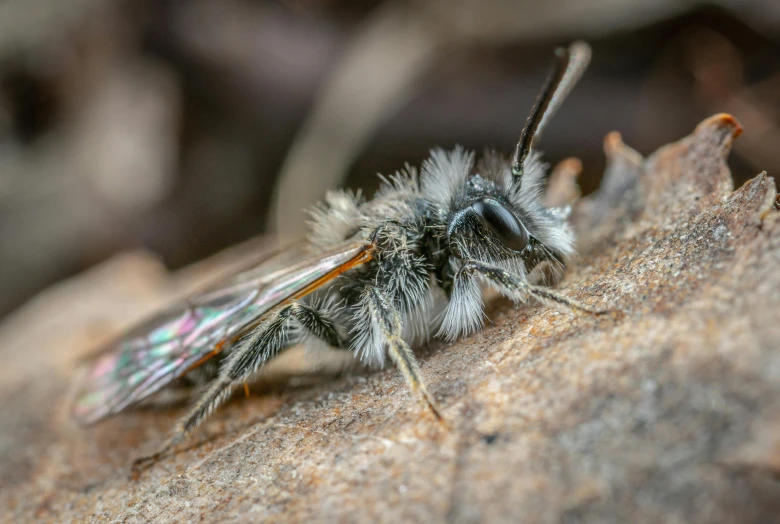 a close up view of a fuzzy insect