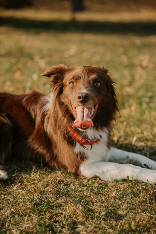 an adorable brown dog is panting on the grass