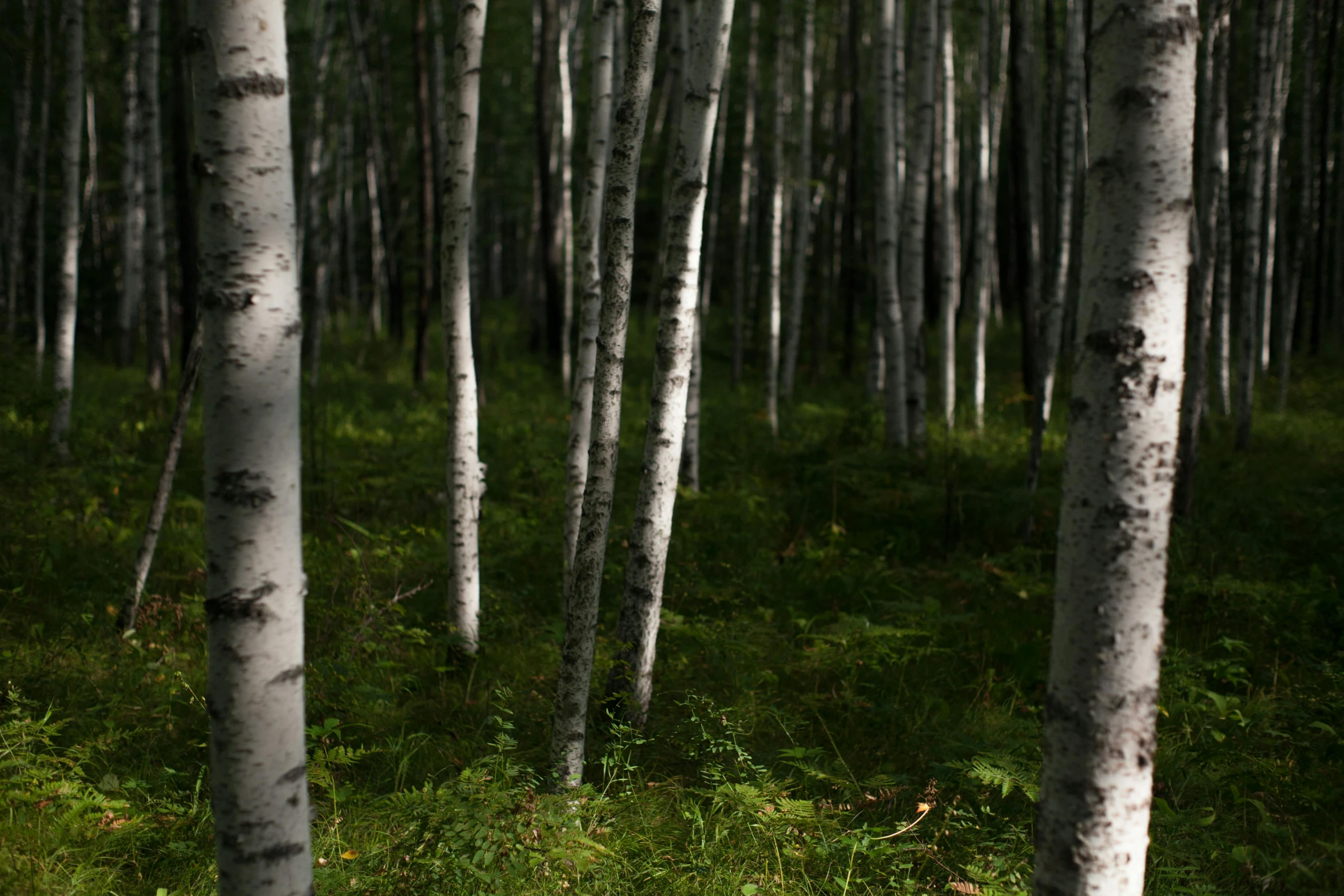 this is a po of an area in the woods that looks like a forest