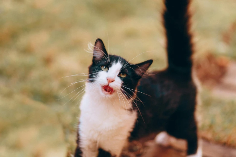 a close up of a cat near another on the ground