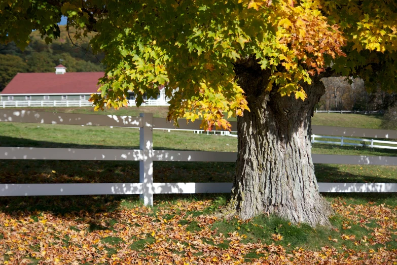 a tree on the side of a road with autumn leaves around it