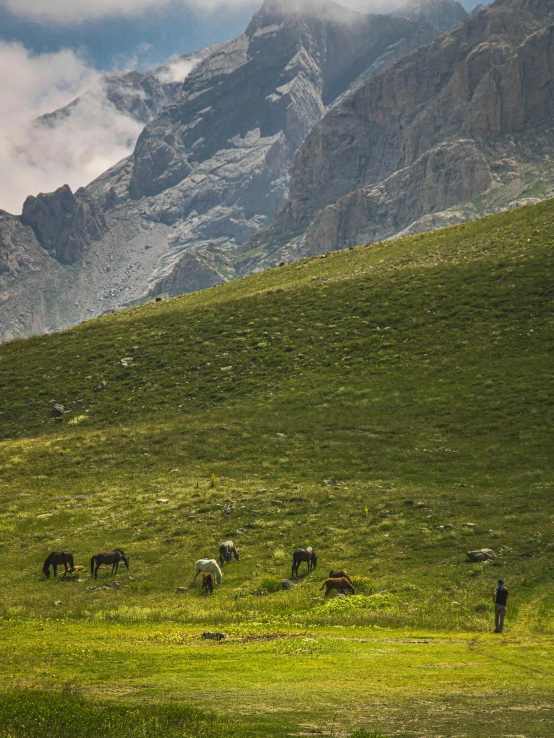 many animals grazing in a field with mountains in the background