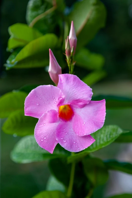 a pink flower that is sitting in the grass