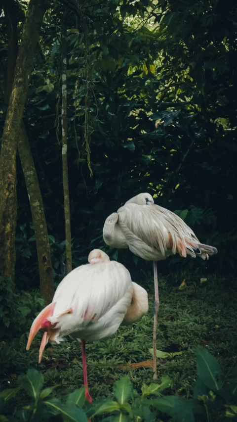 two white birds are standing next to each other