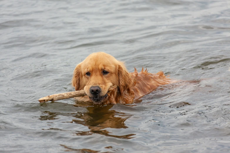 the large dog is floating on the lake chewing on the stick