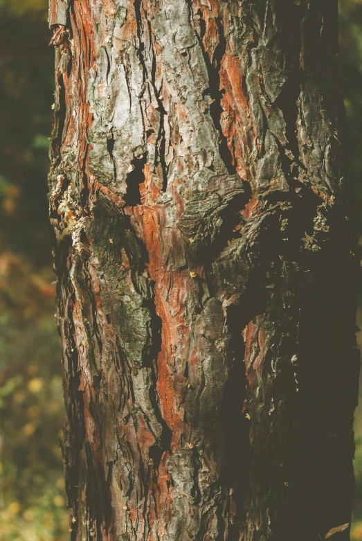 this tree is heavily decorated in a forest