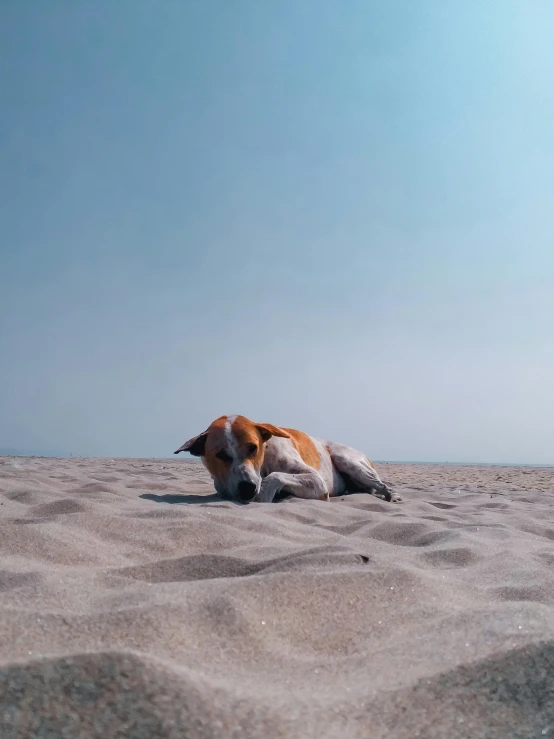 an animal is laying in the sand on the beach