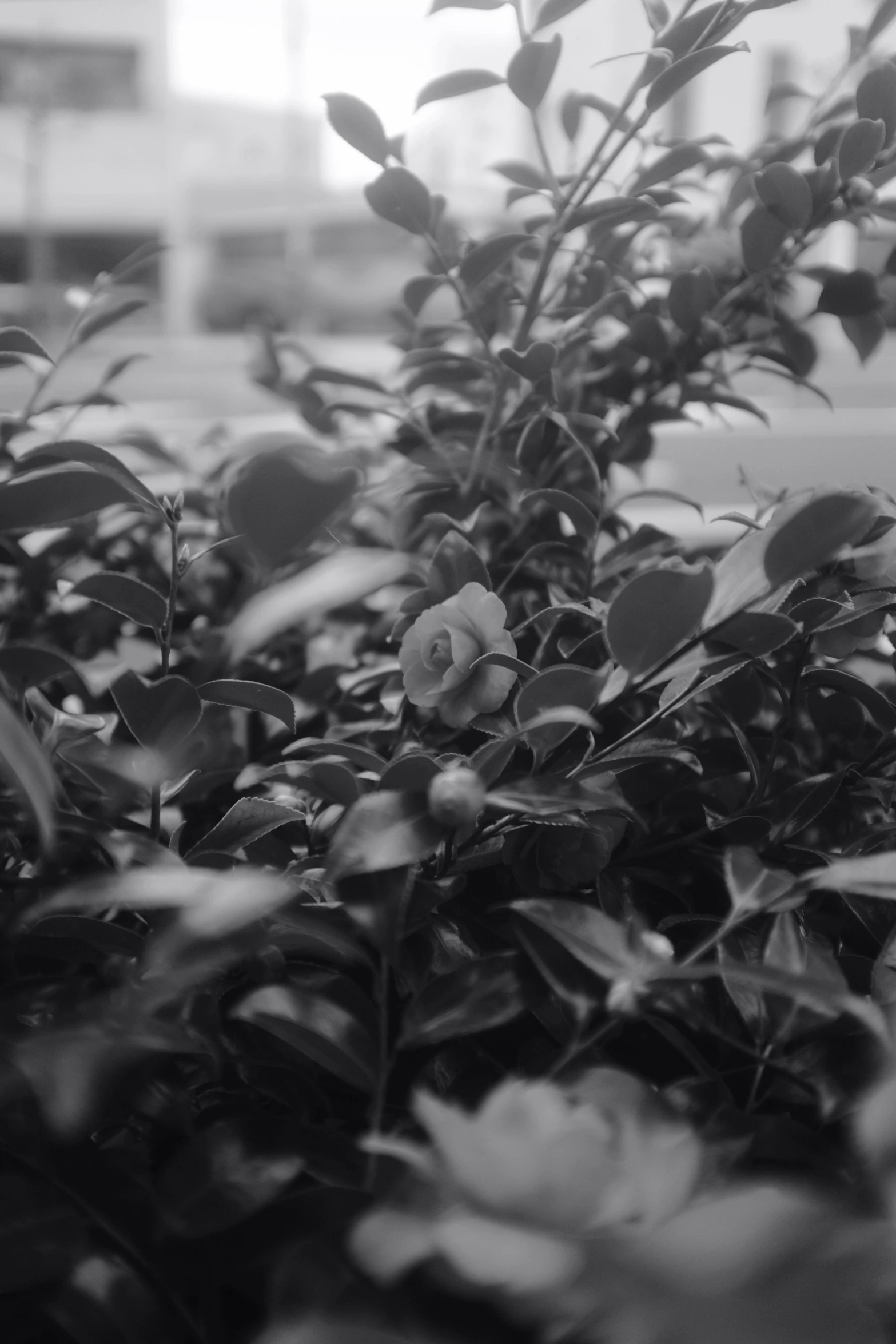 a bush with lots of small leaves in front of a building